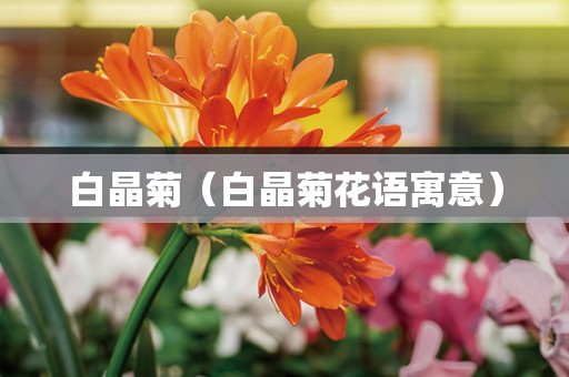白晶菊（白晶菊花语寓意）