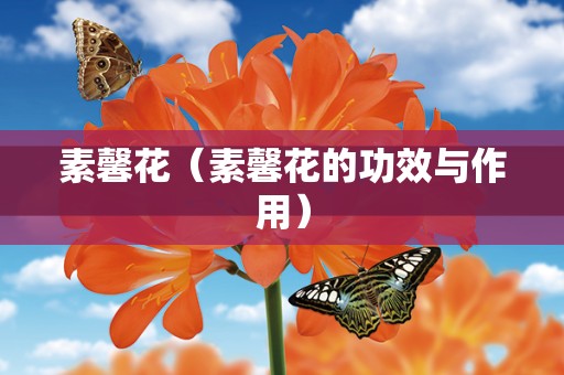 素馨花（素馨花的功效与作用）