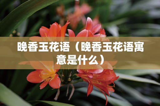 晚香玉花语（晚香玉花语寓意是什么）