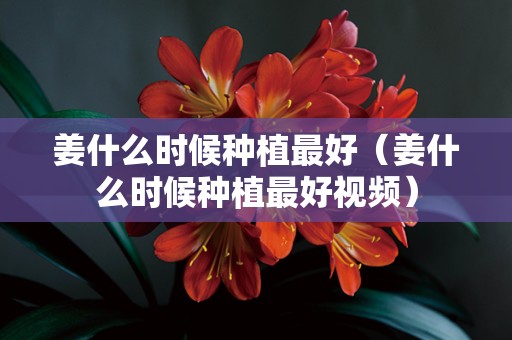 姜什么时候种植最好（姜什么时候种植最好视频）