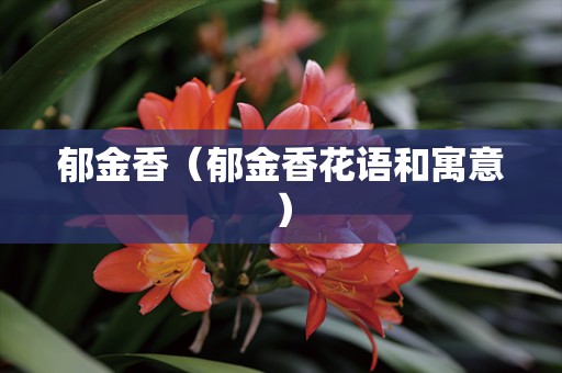 郁金香（郁金香花语和寓意）