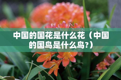 中国的国花是什么花（中国的国鸟是什么鸟?）
