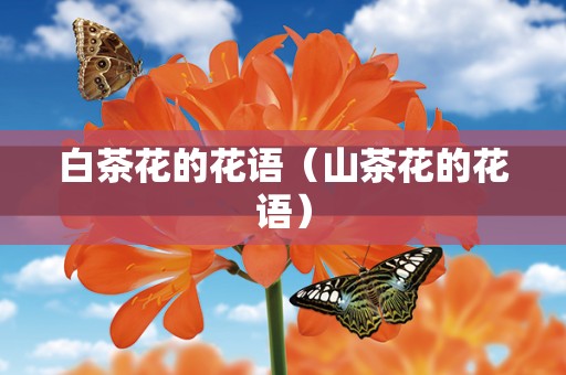白茶花的花语（山茶花的花语）