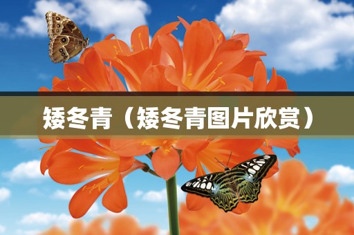 矮冬青（矮冬青图片欣赏）