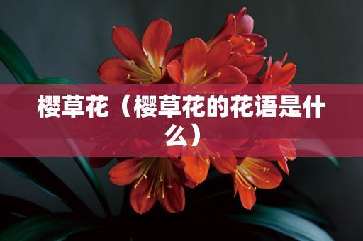 樱草花（樱草花的花语是什么）