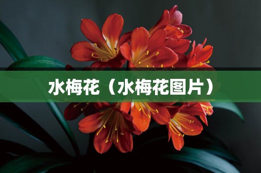 水梅花（水梅花图片）