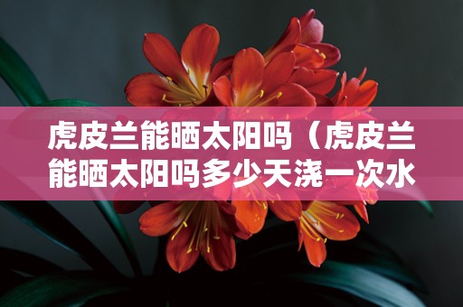 虎皮兰能晒太阳吗（虎皮兰能晒太阳吗多少天浇一次水）