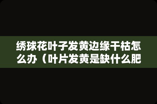 绣球花叶子发黄边缘干枯怎么办（叶片发黄是缺什么肥料）
