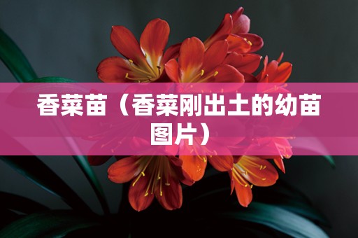 香菜苗（香菜刚出土的幼苗图片）