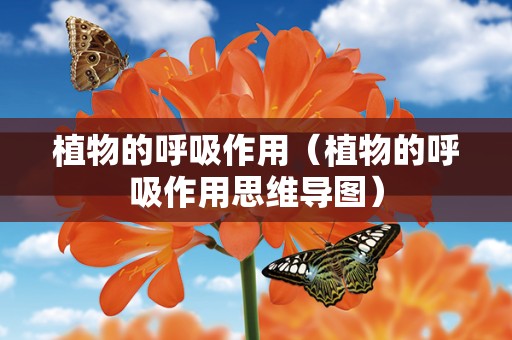 植物的呼吸作用（植物的呼吸作用思维导图）