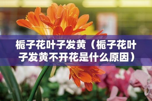 栀子花叶子发黄（栀子花叶子发黄不开花是什么原因）
