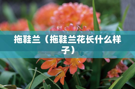 拖鞋兰（拖鞋兰花长什么样子）