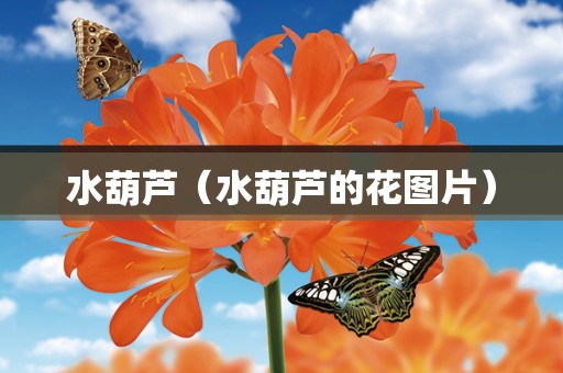 水葫芦（水葫芦的花图片）