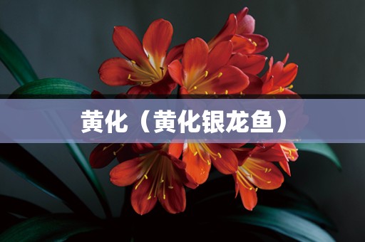黄化（黄化银龙鱼）