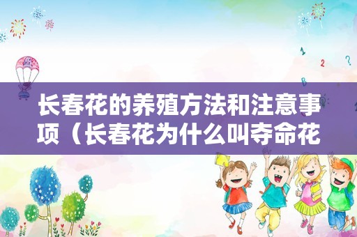 长春花的养殖方法和注意事项（长春花为什么叫夺命花）
