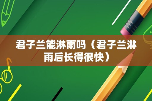 君子兰能淋雨吗（君子兰淋雨后长得很快）