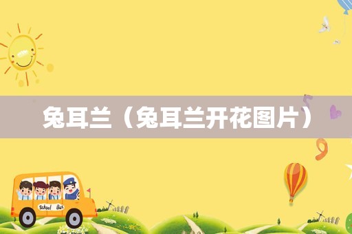 兔耳兰（兔耳兰开花图片）
