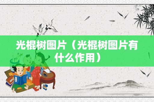 光棍树图片（光棍树图片有什么作用）