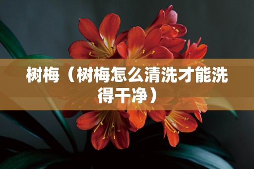 树梅（树梅怎么清洗才能洗得干净）