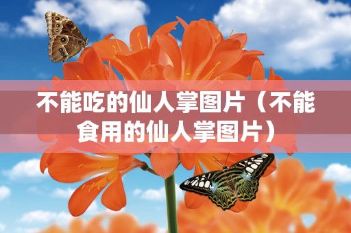 不能吃的仙人掌图片（不能食用的仙人掌图片）