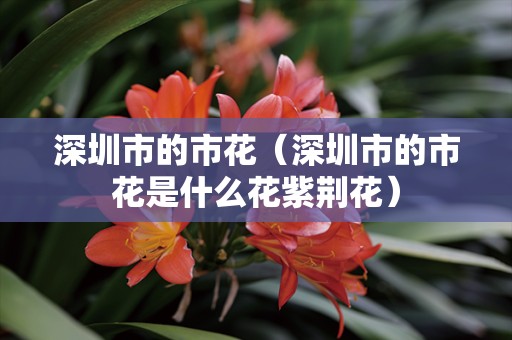 深圳市的市花（深圳市的市花是什么花紫荆花）