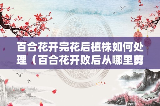 百合花开完花后植株如何处理（百合花开败后从哪里剪）