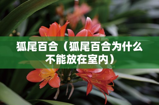 狐尾百合（狐尾百合为什么不能放在室内）