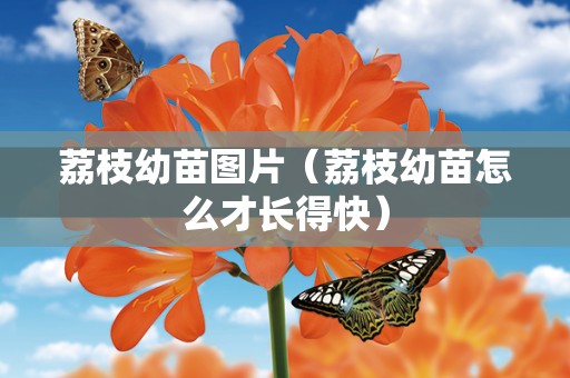 荔枝幼苗图片（荔枝幼苗怎么才长得快）