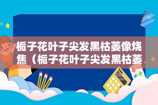 栀子花叶子尖发黑枯萎像烧焦（栀子花叶子尖发黑枯萎像烧焦还能救活吗）