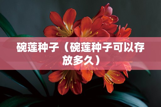 碗莲种子（碗莲种子可以存放多久）