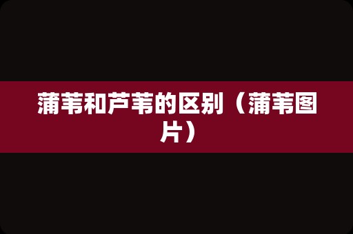 蒲苇和芦苇的区别（蒲苇图片）