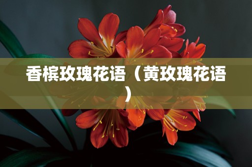 香槟玫瑰花语（黄玫瑰花语）