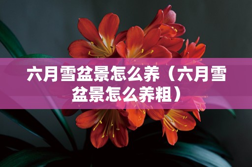 六月雪盆景怎么养（六月雪盆景怎么养粗）