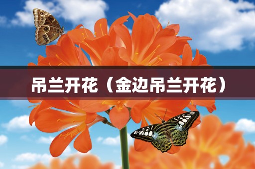 吊兰开花（金边吊兰开花）