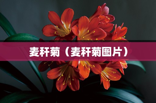麦秆菊（麦秆菊图片）