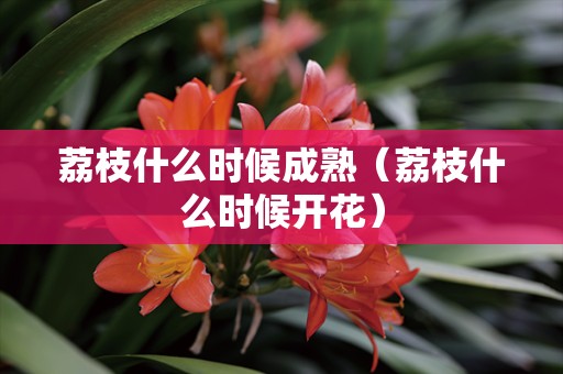 荔枝什么时候成熟（荔枝什么时候开花）