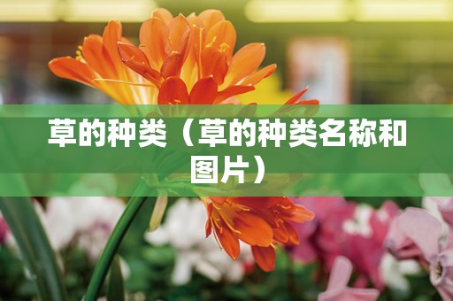 草的种类（草的种类名称和图片）