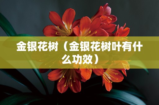 金银花树（金银花树叶有什么功效）