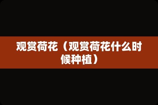 观赏荷花（观赏荷花什么时候种植）