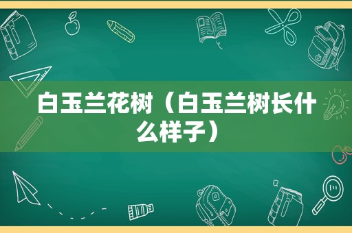 白玉兰花树（白玉兰树长什么样子）