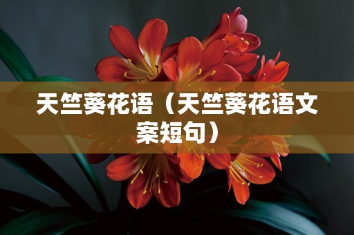 天竺葵花语（天竺葵花语文案短句）