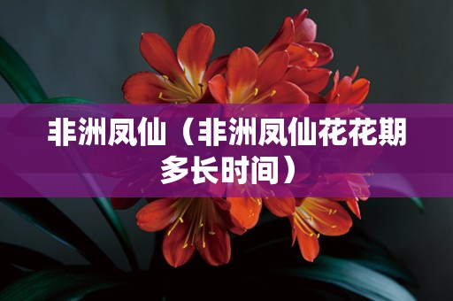 非洲凤仙（非洲凤仙花花期多长时间）