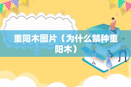 重阳木图片（为什么禁种重阳木）