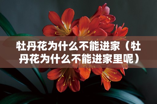 牡丹花为什么不能进家（牡丹花为什么不能进家里呢）