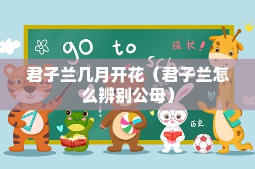 君子兰几月开花（君子兰怎么辨别公母）