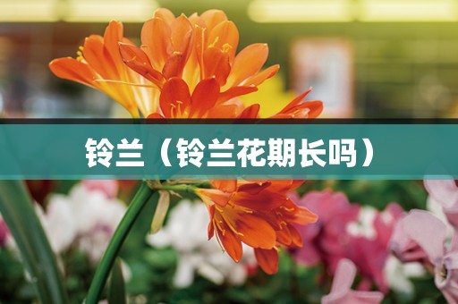 铃兰（铃兰花期长吗）