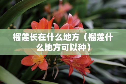 榴莲长在什么地方（榴莲什么地方可以种）