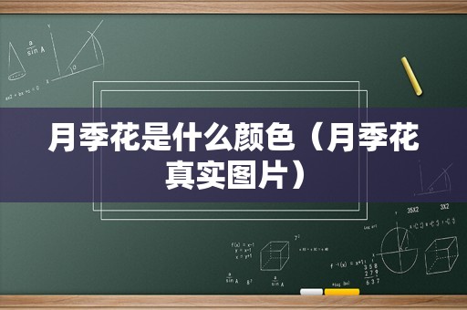 月季花是什么颜色（月季花真实图片）