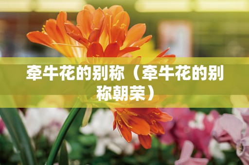 牵牛花的别称（牵牛花的别称朝荣）