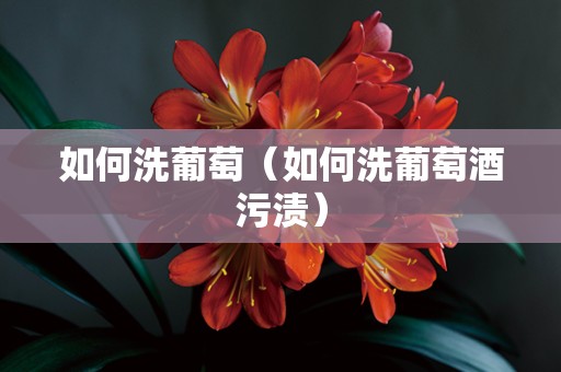 如何洗葡萄（如何洗葡萄酒污渍）